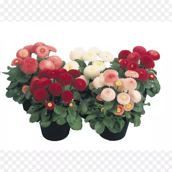 花园玫瑰普通菊花种子植物-花