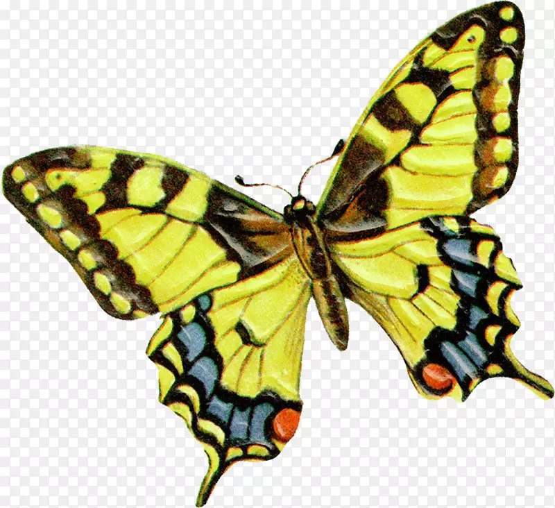 帝王蝶，旧世界燕尾，毛茸茸的蝴蝶-蝴蝶