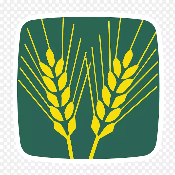 小麦种子-小麦种子