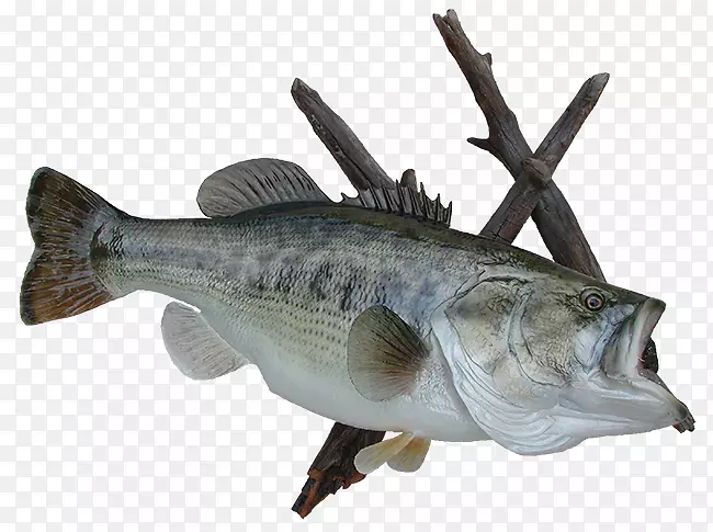 大口鲈鱼野生动物创造栖息标本-大嘴鲈鱼