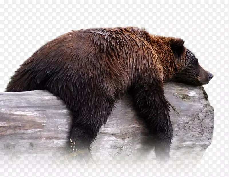 灰熊阿拉斯加野生动物保护中心阿拉斯加半岛棕熊北极熊