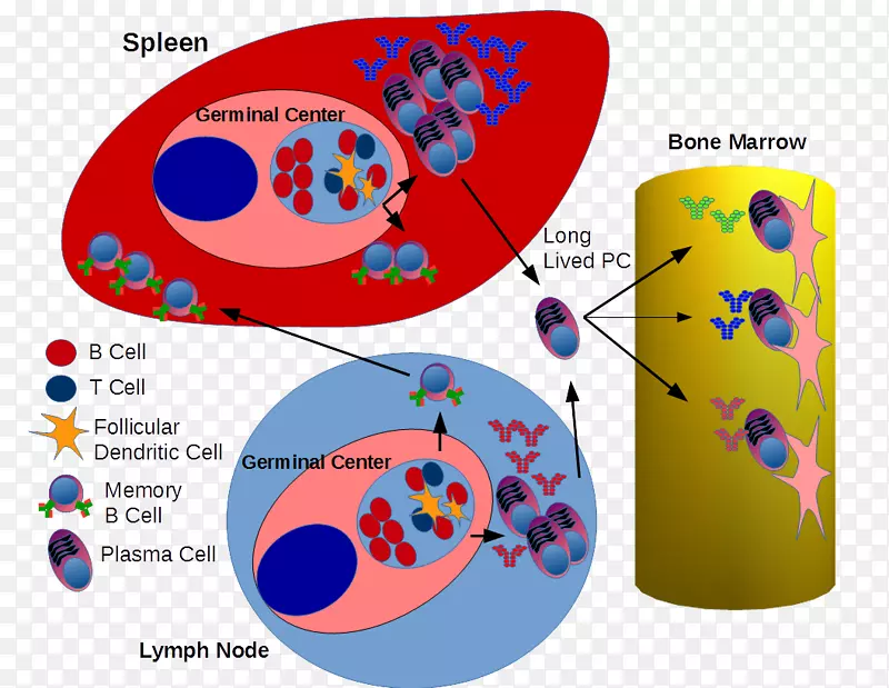 生发中心b细胞浆细胞淋巴系统