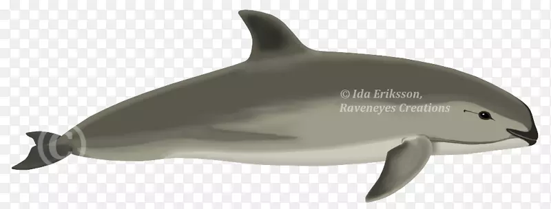 普通宽吻海豚短喙普通海豚图库溪粗齿海豚白嘴海豚和海豚