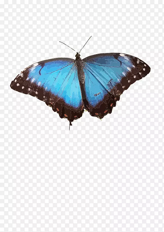 毛茸茸的蝴蝶，常见的蓝色昆虫蝴蝶