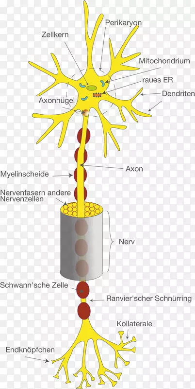 神经元侧支神经系统树突轴突脑