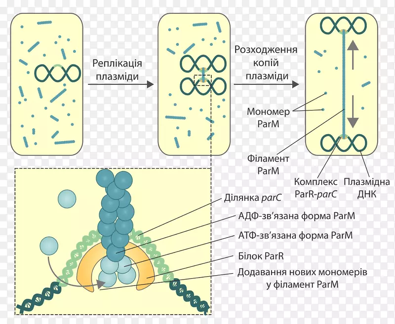 原核细胞骨架质粒原核细菌