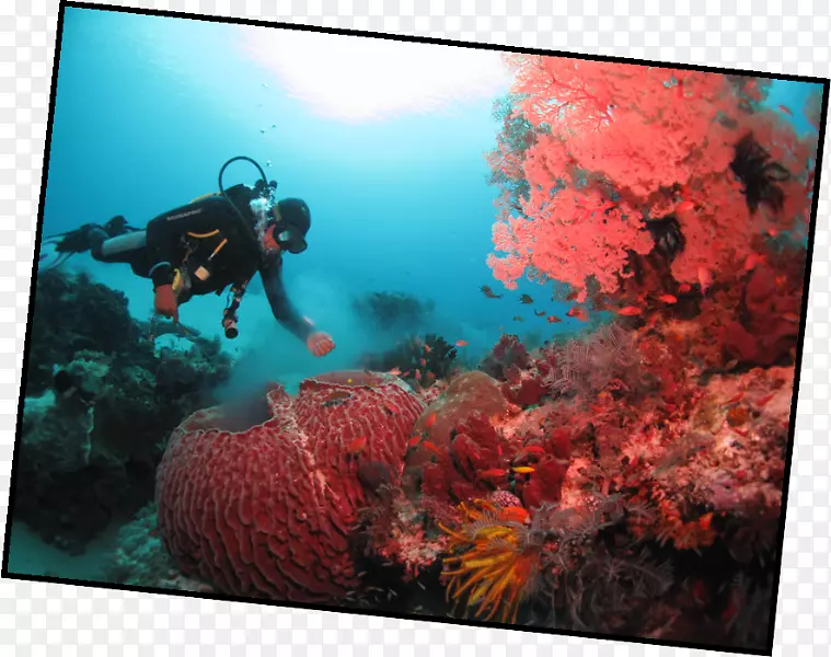 珊瑚礁鱼类生态系统海洋生物-7月14日