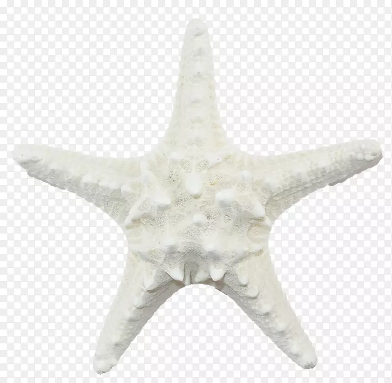 海星棘皮动物白海星