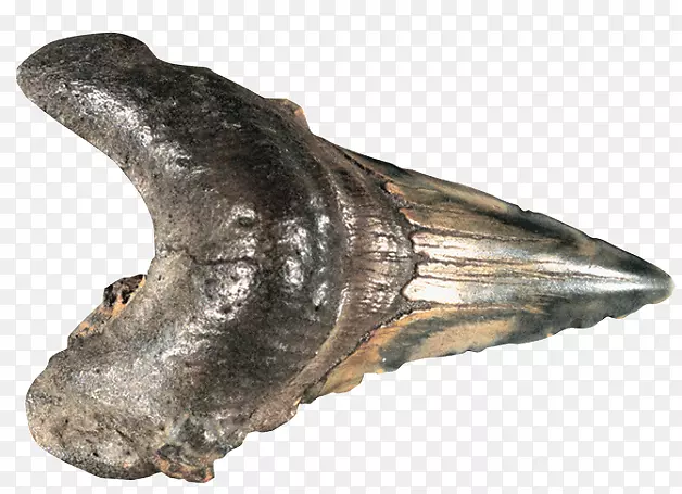颌骨化石群-鲨鱼牙
