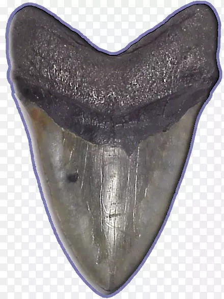 鲨齿巨齿鲨牙