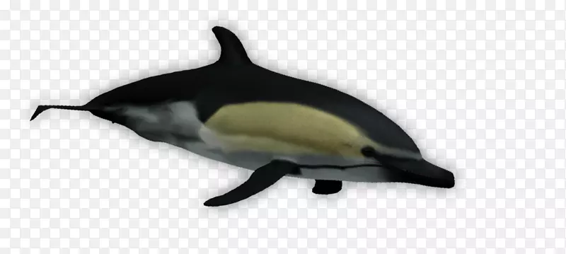 短喙普通海豚白嘴海豚