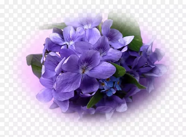 紫罗兰紫红色植物和跳蚤花紫罗兰