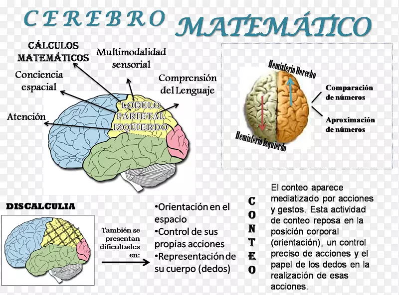 数学AGY数学逻辑人脑-数学