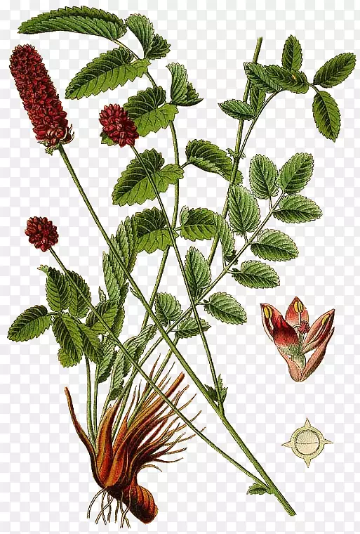 山茱萸色拉地衣植物多年生植物-肉桂(Cinnamomum Verum)