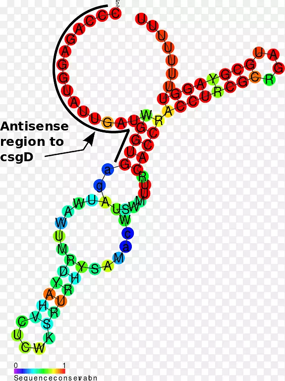 非编码RNA Omra-b RNA反义RNA闪耀-dalgarno序列-rna