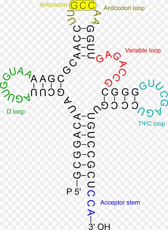 转RNA氨基酸遗传学RNA病毒-RNA