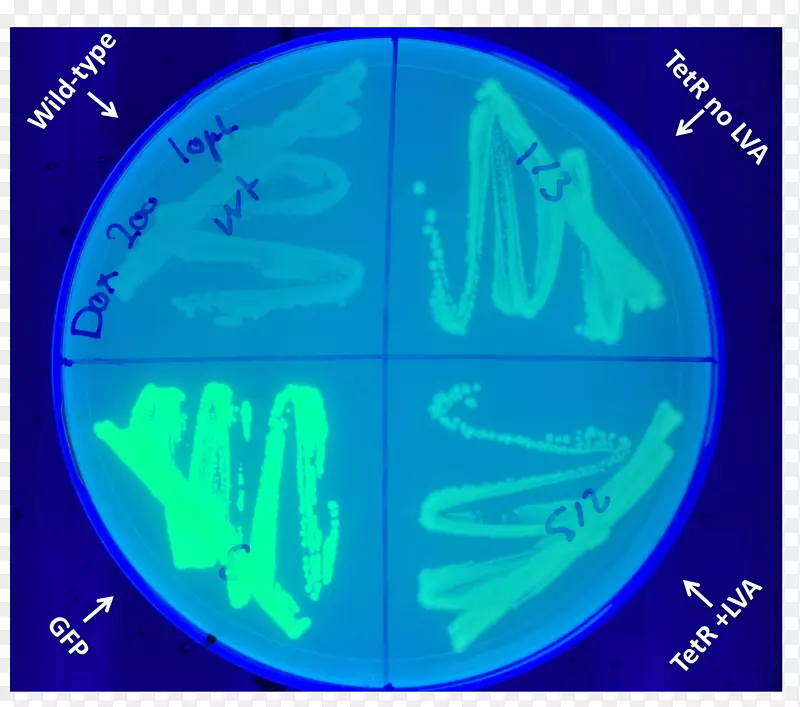 绿色荧光蛋白多西环素生物有机体国际基因工程机械。大肠杆菌