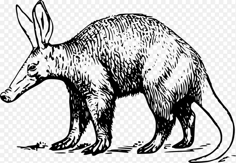 Anteater aardvark Amazon.com贺卡和便笺夹艺术-食蚁兽