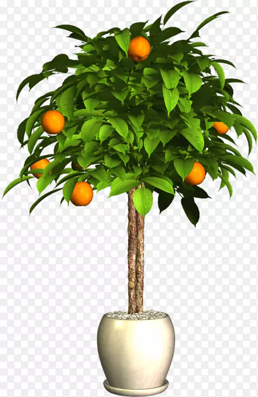 苦橙花盆植物