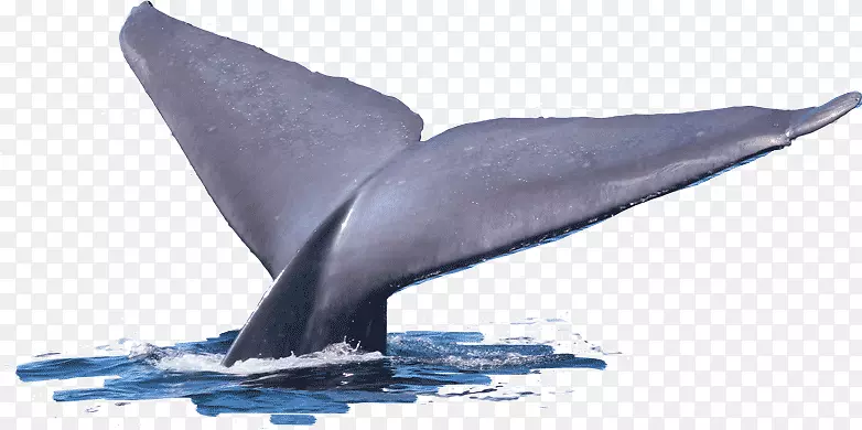 普通宽吻海豚图库溪短喙普通海豚鲸尾