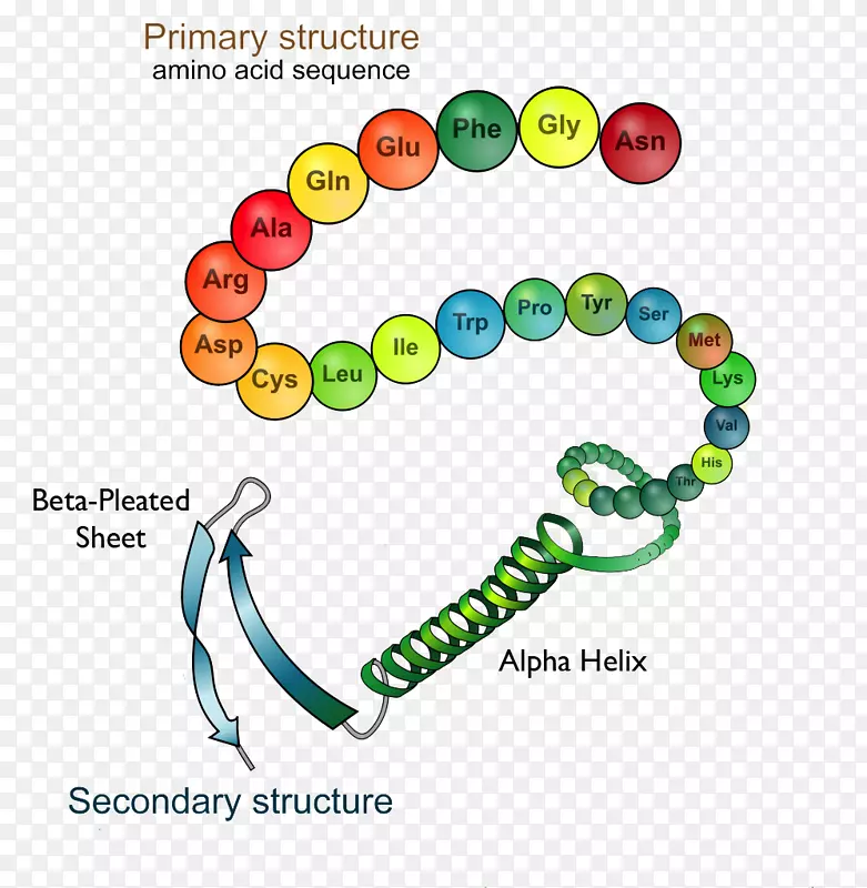 蛋白质结构蛋白质折叠生物学