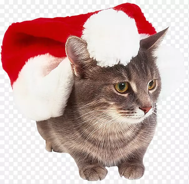 猫须圣诞猫