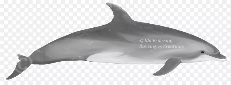 普通宽吻海豚短喙普通海豚条纹海豚粗齿海豚短喙普通海豚