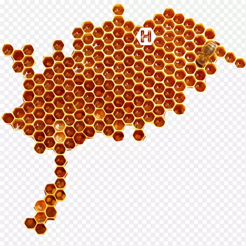 昆虫蜂巢-蜜蜂收集蜂蜜