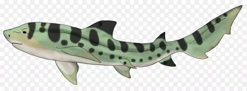 豹鲨画斑马鲨-豹鲨