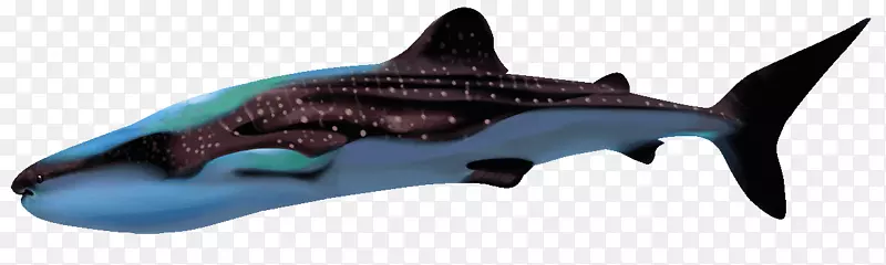 安魂药鲨锤头鲨鲸鲨