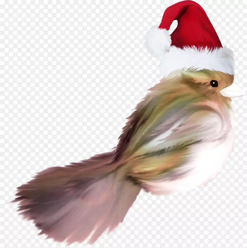 羽毛圣诞装饰喙尾羽