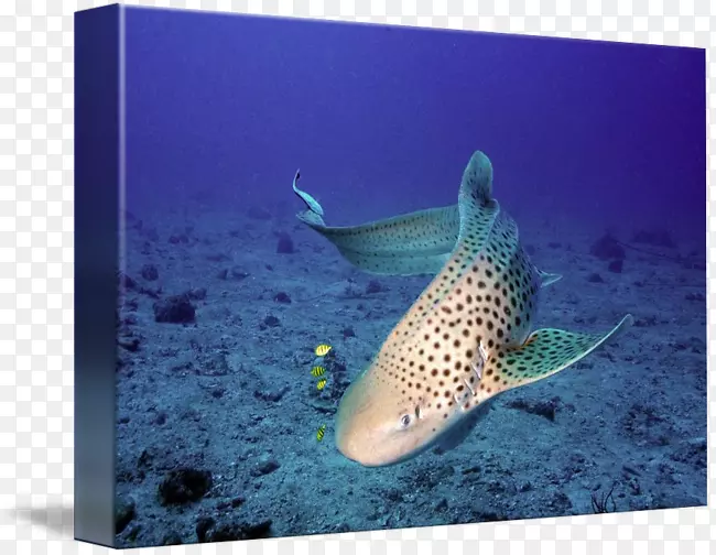 虎鲨海洋生物珊瑚礁鱼水下豹鲨