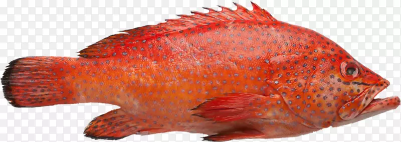 北红笛鲷，红石斑鱼，白石斑鱼，褐色斑点鱼礁鳕鱼