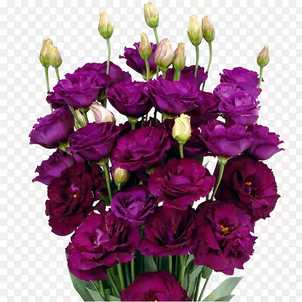 花园玫瑰，粉红色花，切花，花型，紫色
