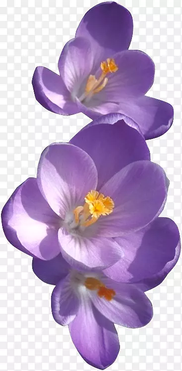 非洲紫罗兰初生花甜紫罗兰-番红花