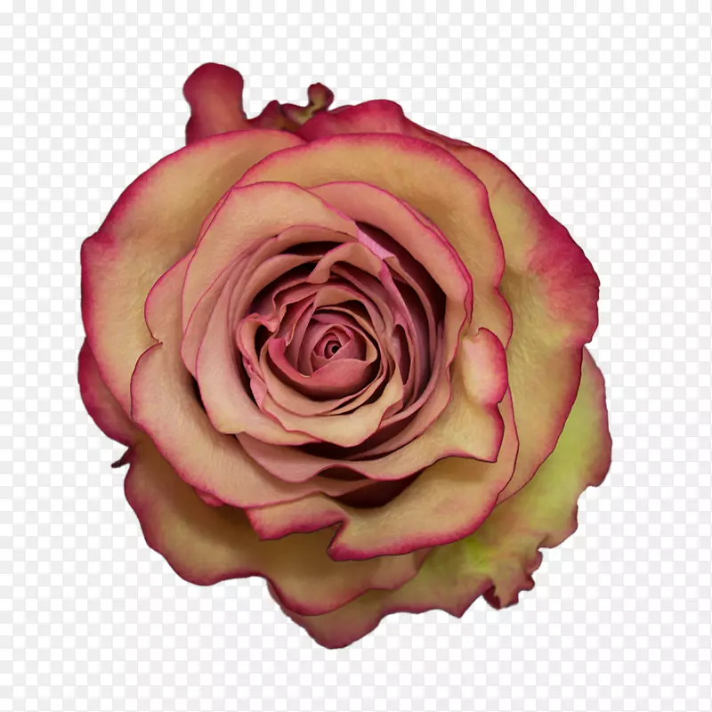 花园玫瑰，卷心菜，玫瑰花，莫洛切花，亲吻苏西·科尔伯