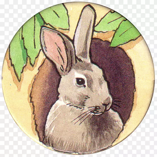 家养兔子复活节兔须-兔子