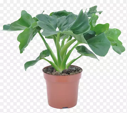 常绿植物-植物