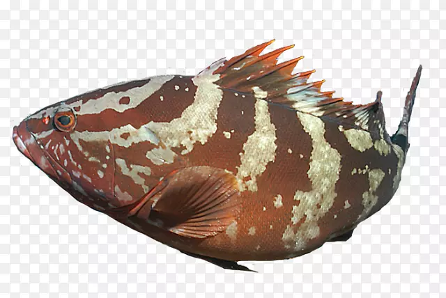 海洋生物无脊椎动物鱼类-鱼类