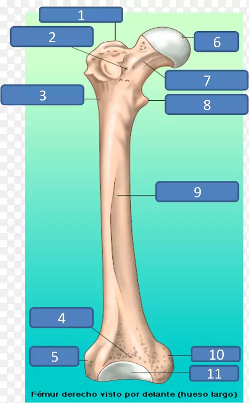 股骨拇指结构骨头癣-股骨