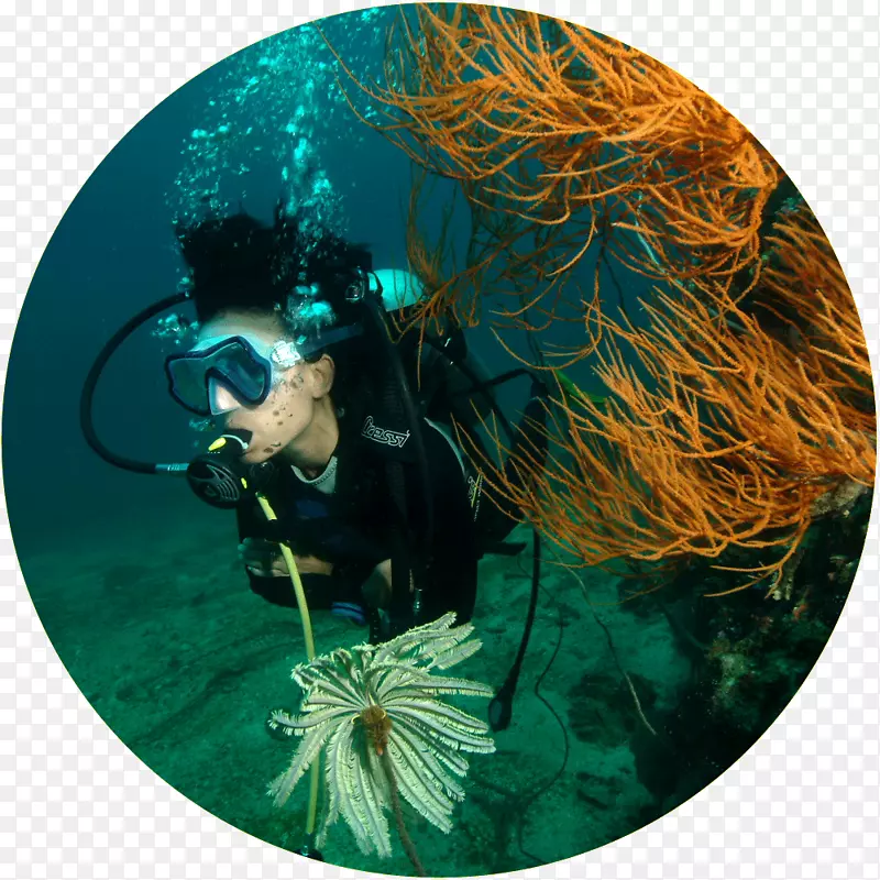 所有4种潜水-在泰国普吉岛潜水，菲律宾群岛生物普吉岛-普吉岛