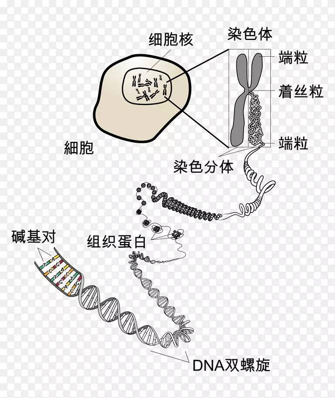 染色体端粒dna细胞真核染色体