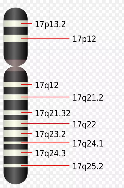 17号染色体Ptocki-Lupski综合征神经纤维瘤病Ⅰ型缺失-染色体