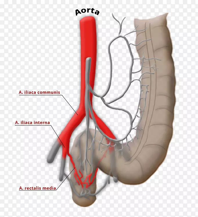 直肠上动脉，直肠中动脉-吻合肠系膜上动脉，直肠上静脉-腔静脉