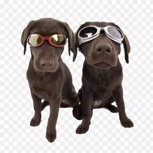 狗笑狗日托眼镜护目镜-狗