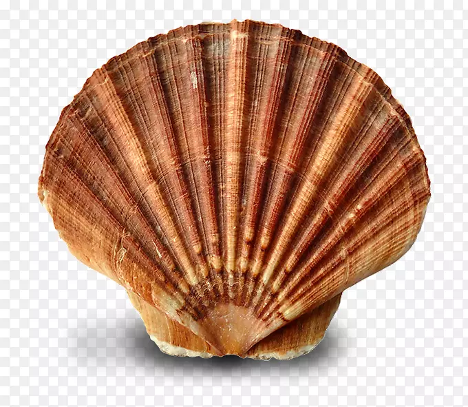 牡蛎蚌
