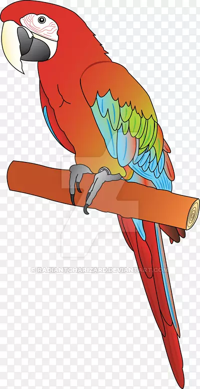 金刚鹦鹉喙夹艺术红绿金刚鹦鹉