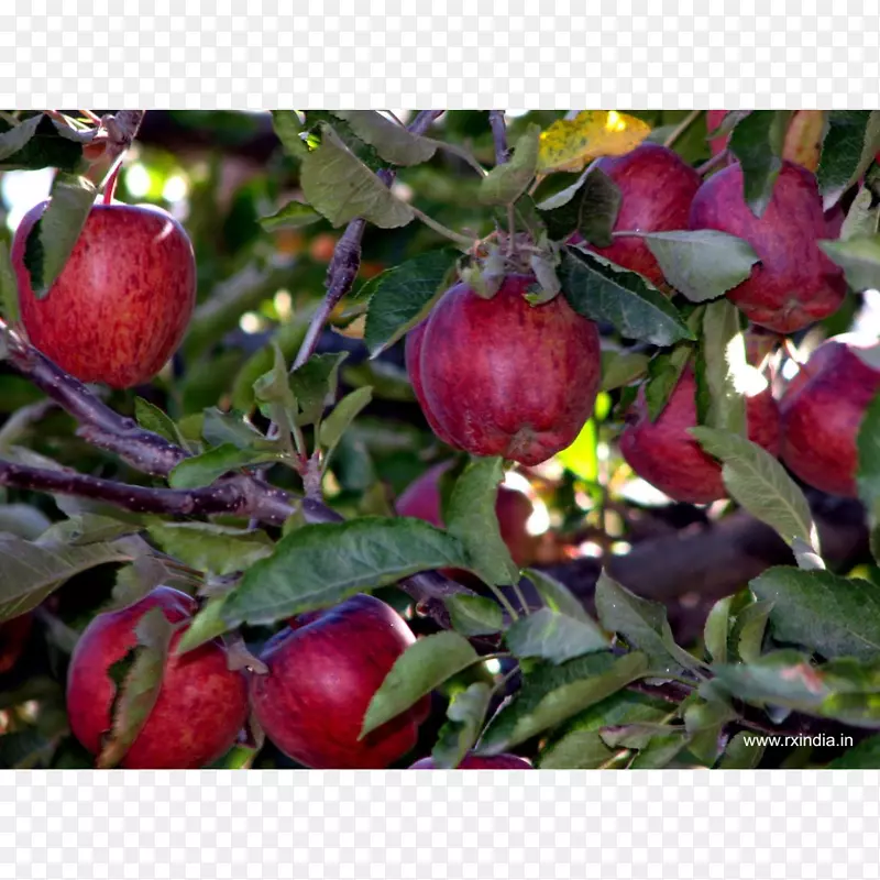 苹果作物Saeb Kheti食品-苹果