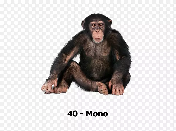大猩猩普通黑猩猩灵长类动物Ngamba岛黑猩猩保护区