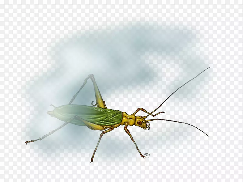 蝗虫艺术昆虫翅膀蟋蟀无线-蟋蟀类昆虫